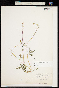 Lithophragma tenellum image