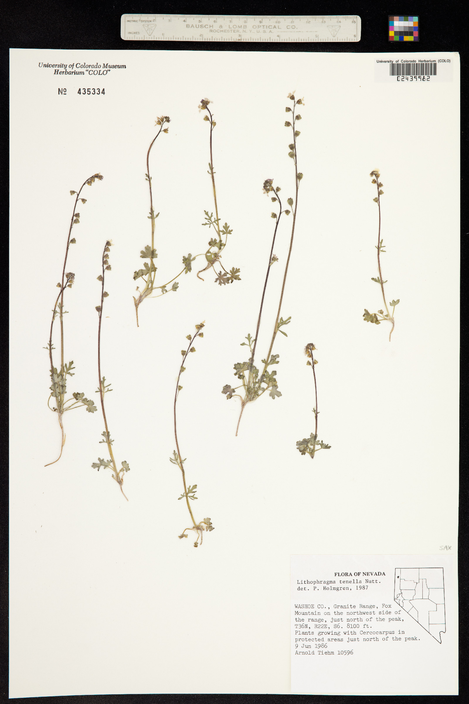 Lithophragma tenellum image