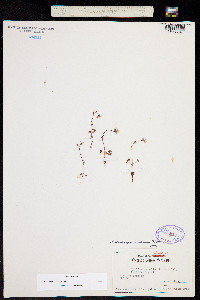 Lithophragma tenellum image