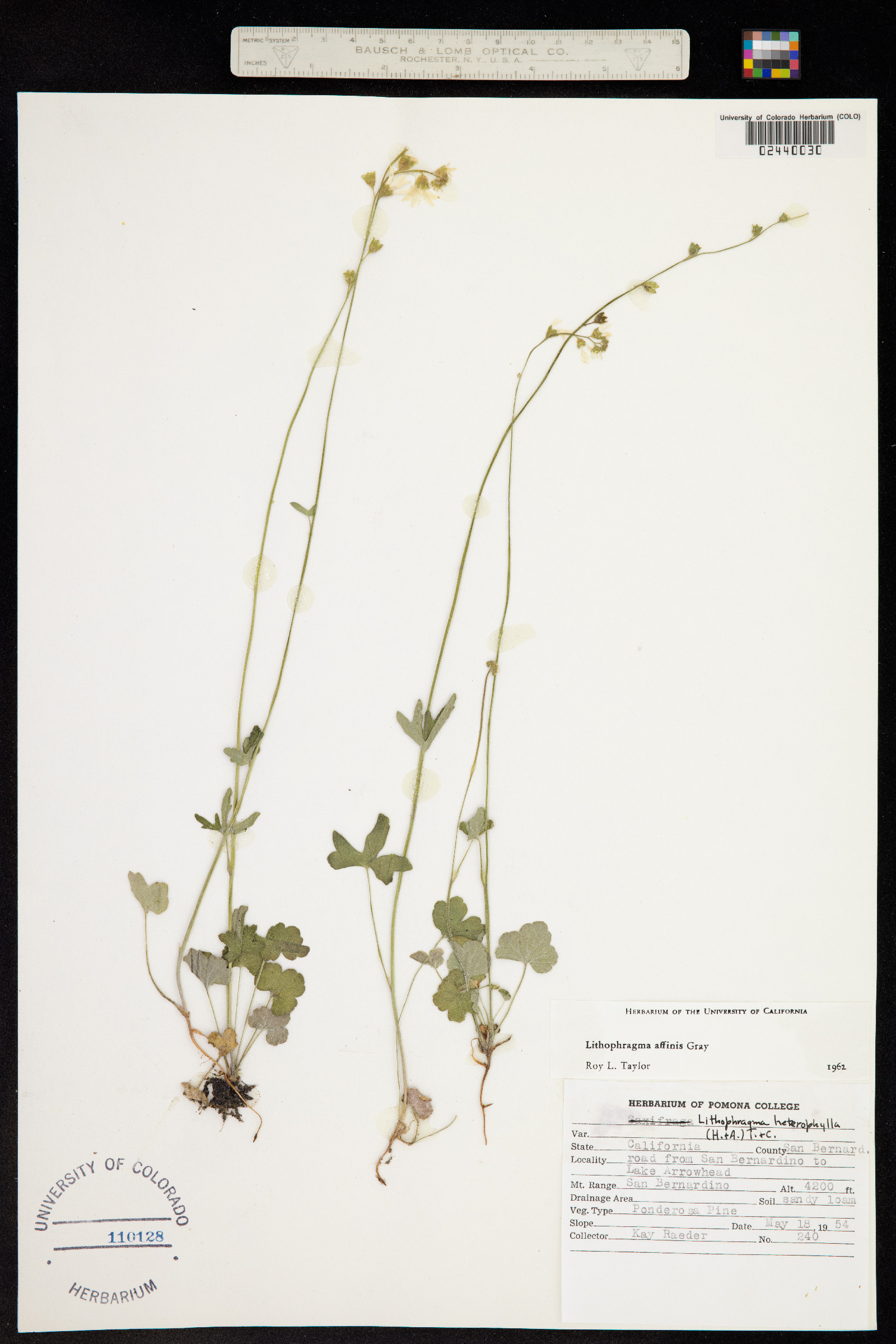 Lithophragma affinis image