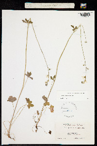 Lithophragma affinis image