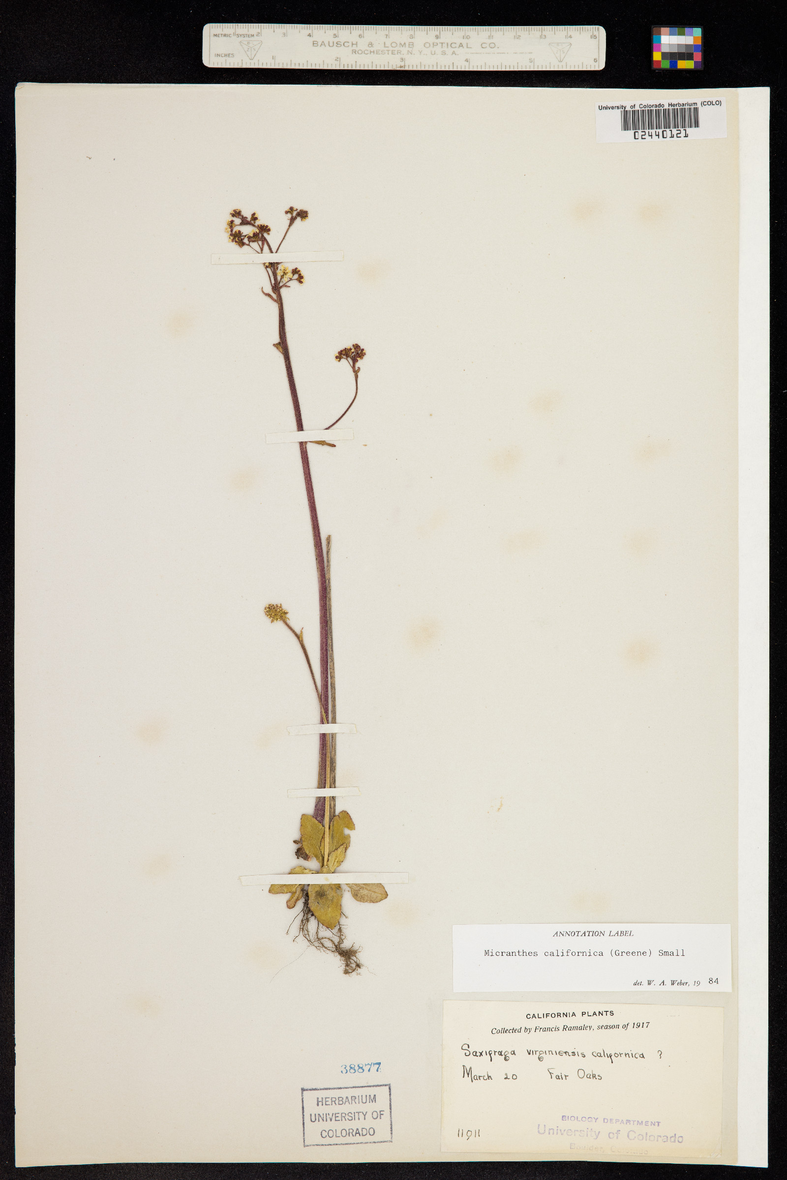 Micranthes californica image