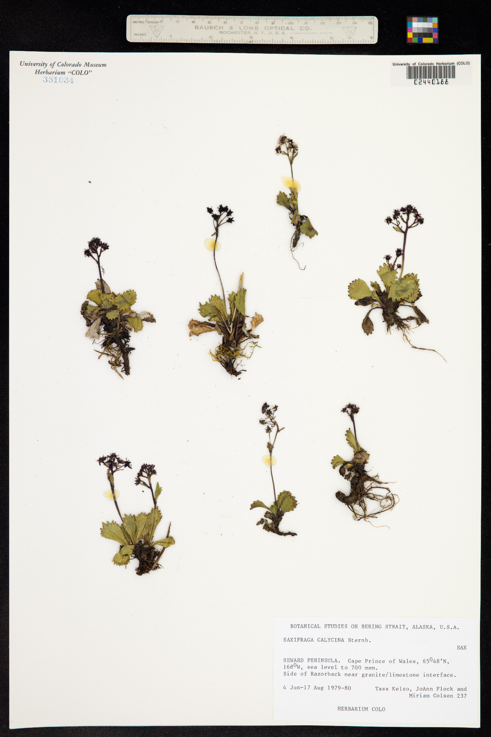 Micranthes calycina image