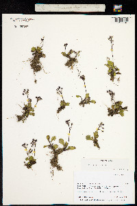 Image of Micranthes calycina