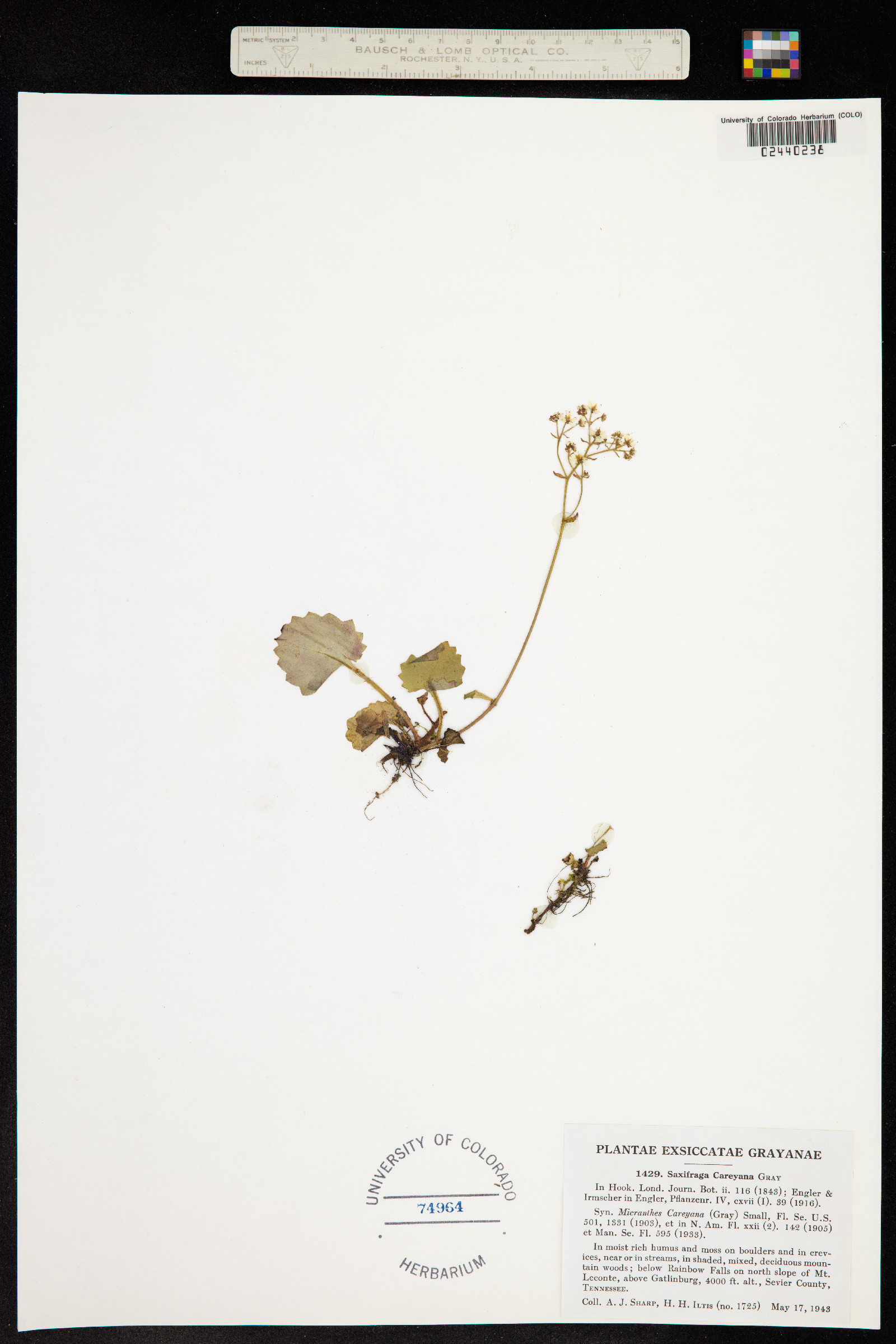 Micranthes careyana image