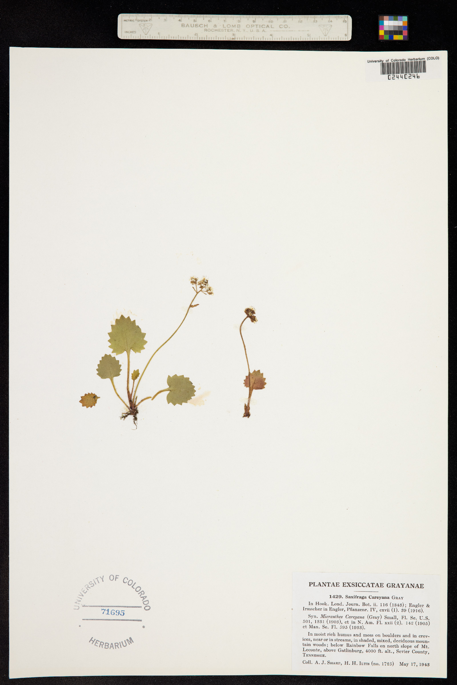 Micranthes careyana image