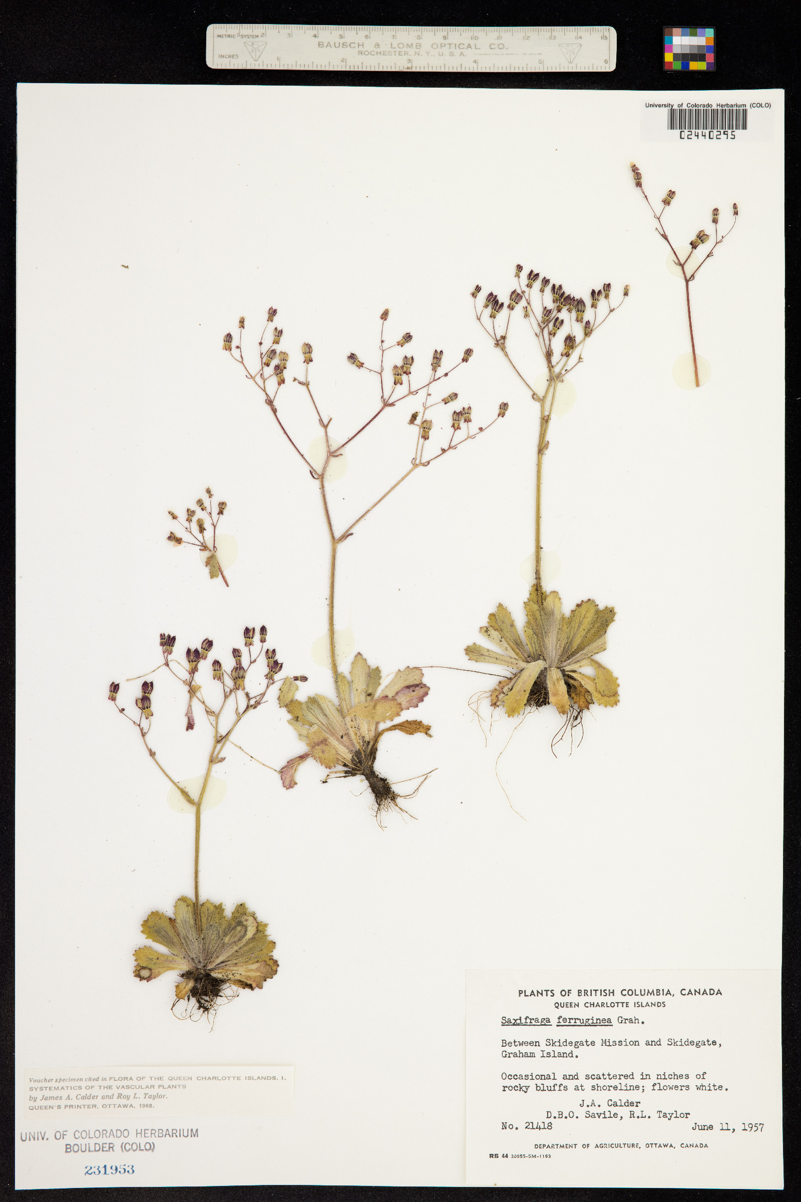 Micranthes ferruginea image
