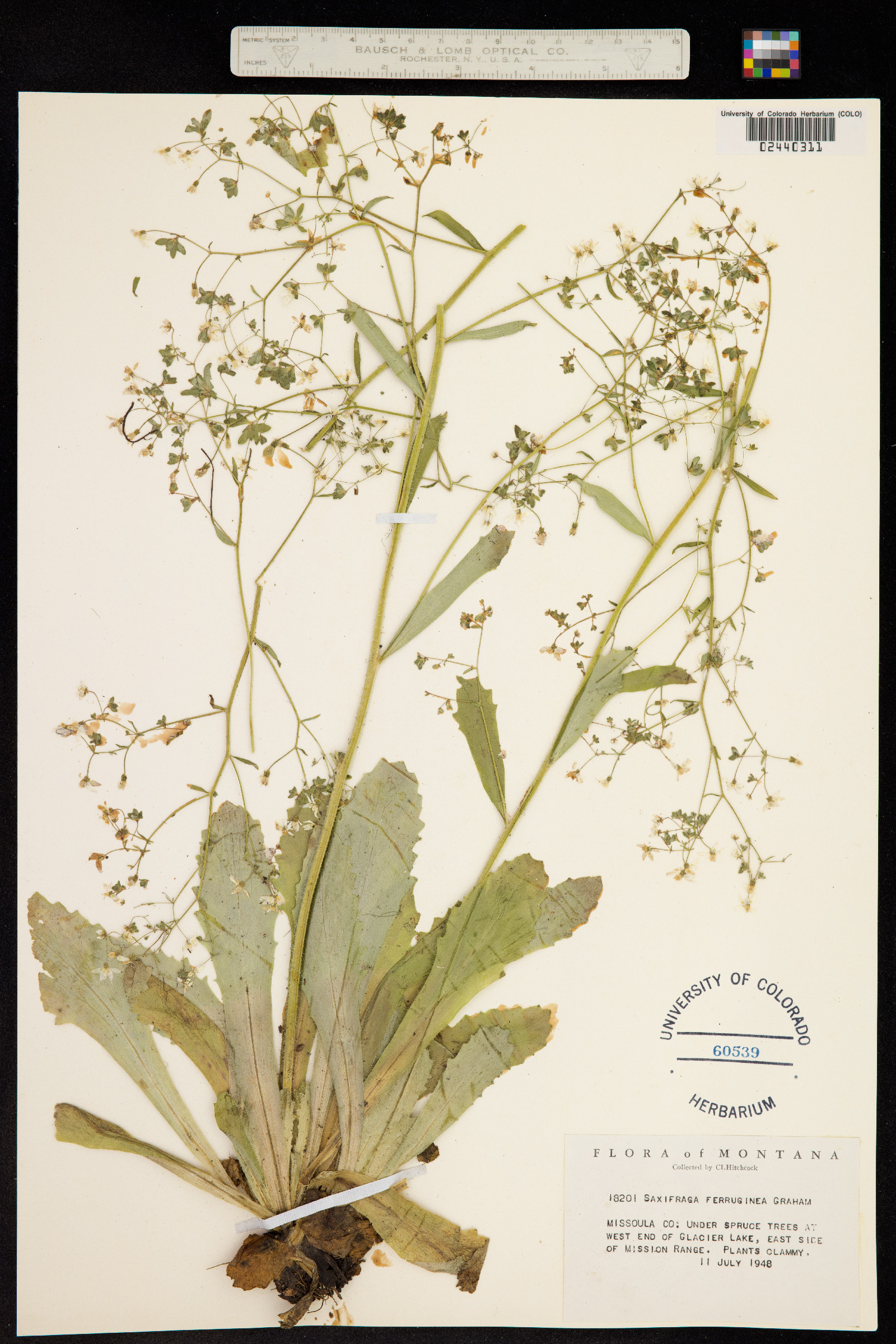 Micranthes ferruginea image