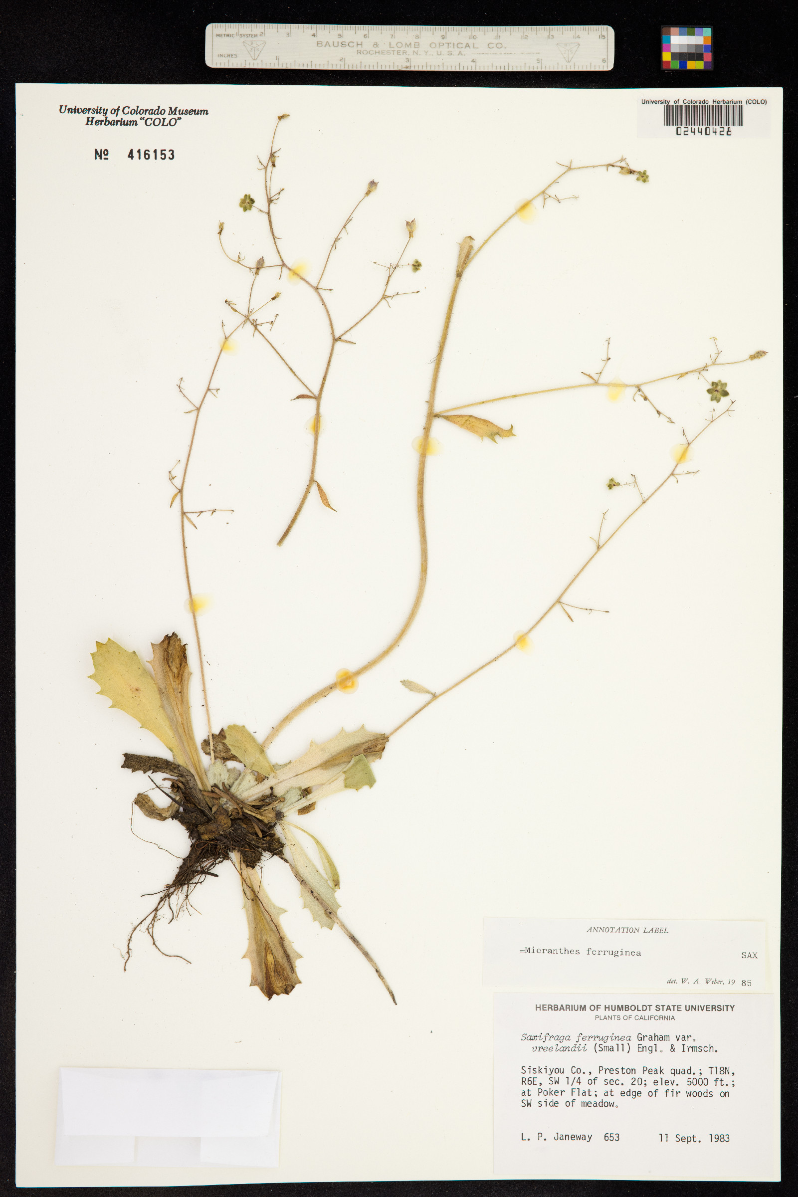 Micranthes ferruginea image