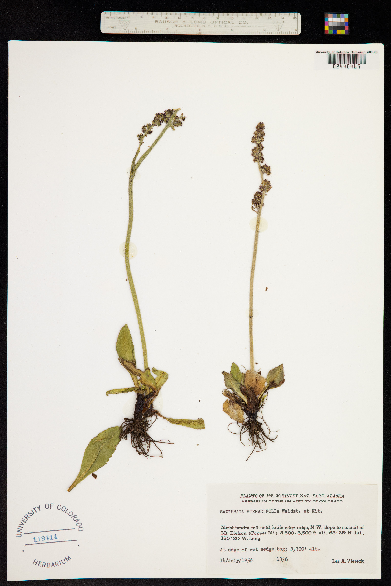 Micranthes hieraciifolia image