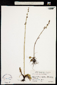 Image of Micranthes hieraciifolia