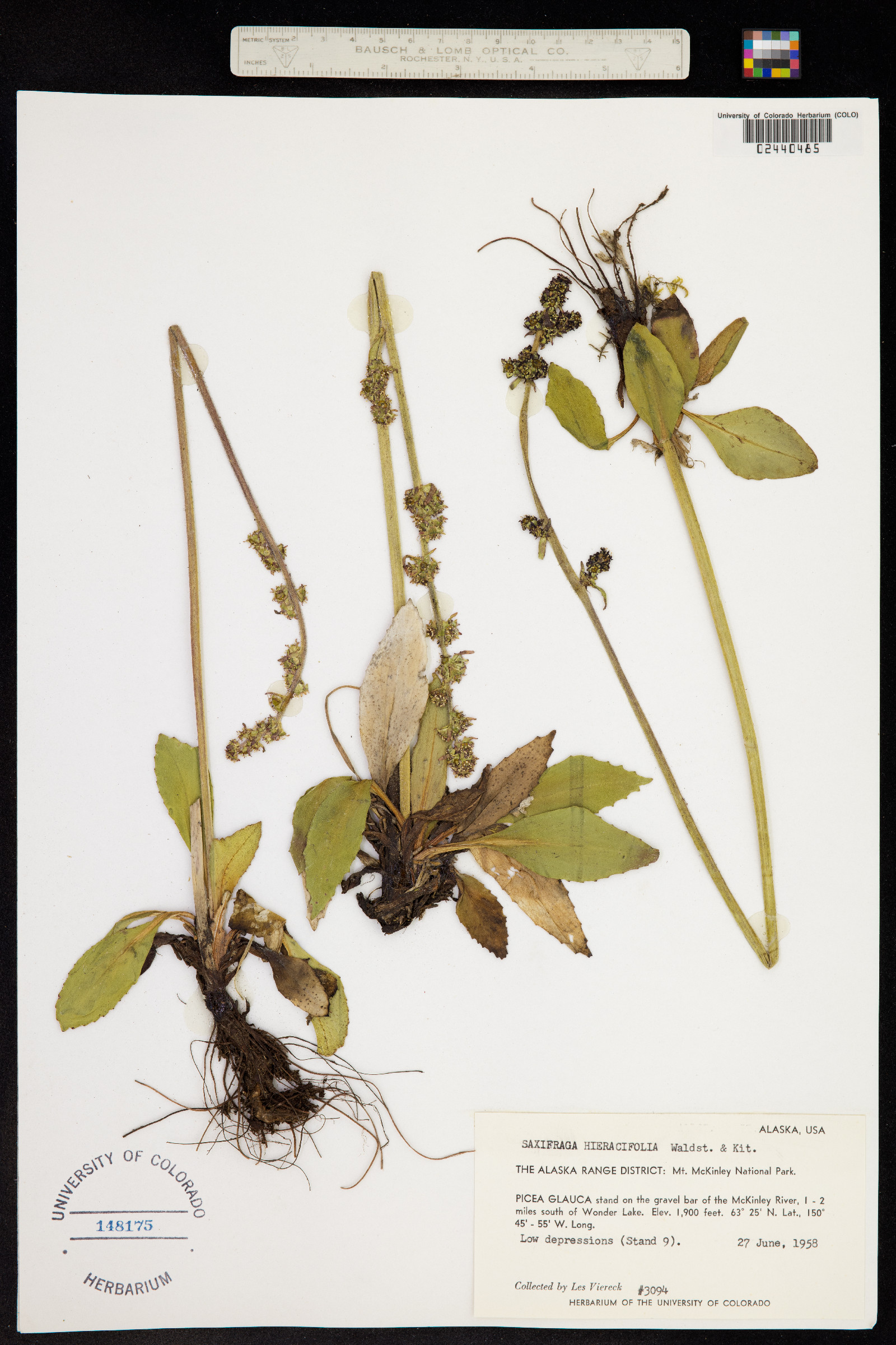 Micranthes hieraciifolia image