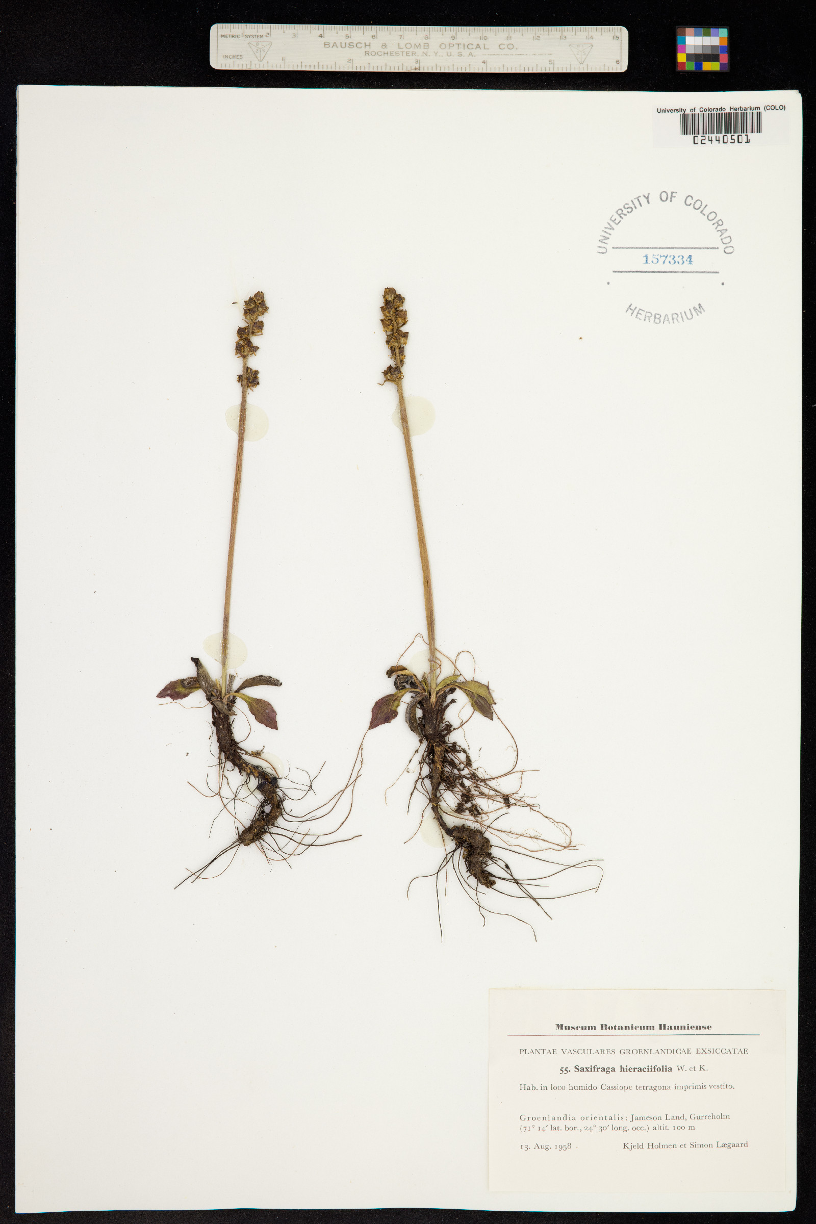 Micranthes hieraciifolia image