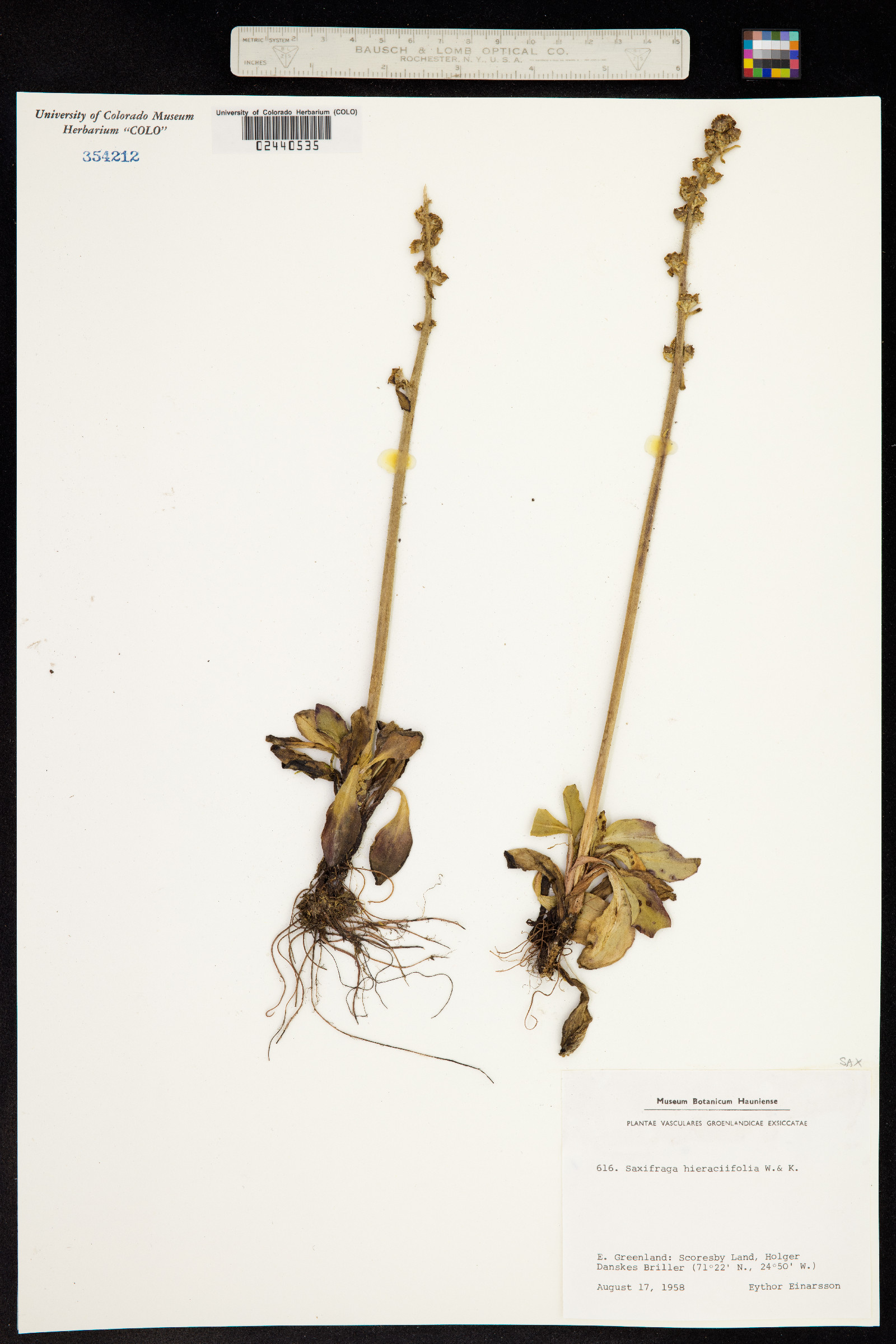 Micranthes hieraciifolia image