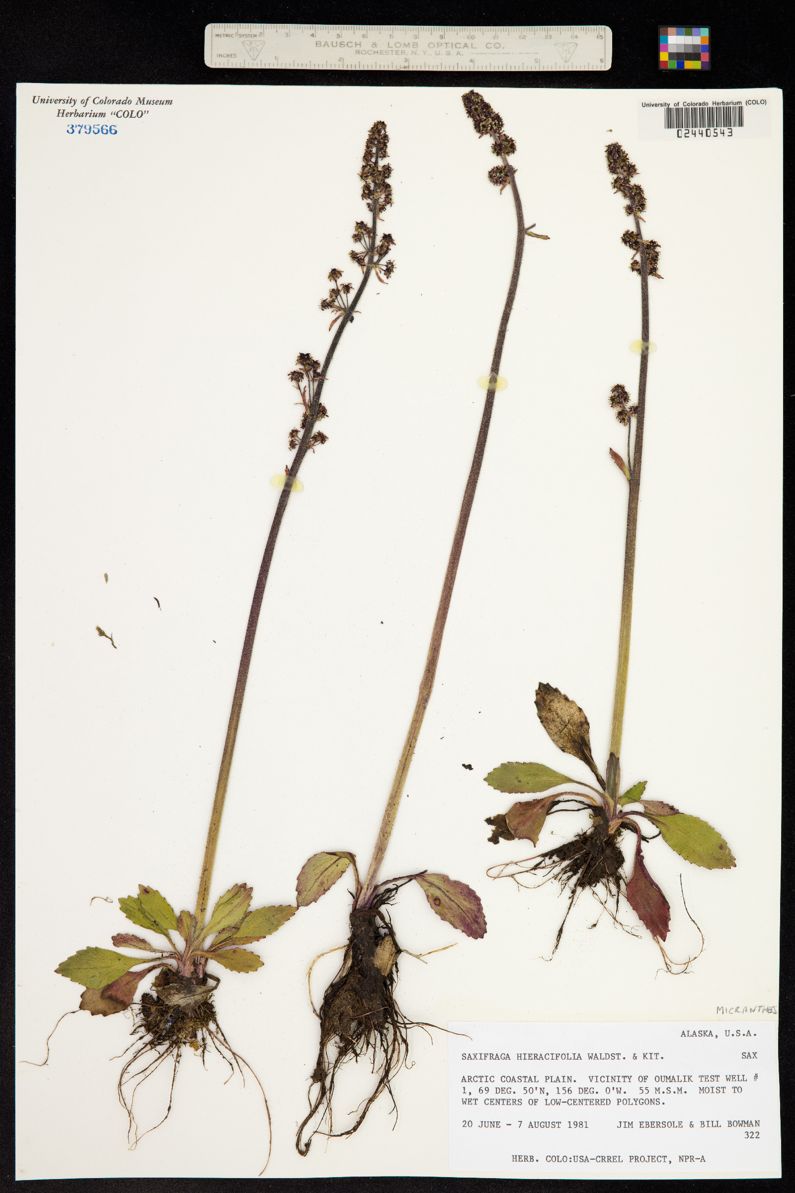 Micranthes hieraciifolia image