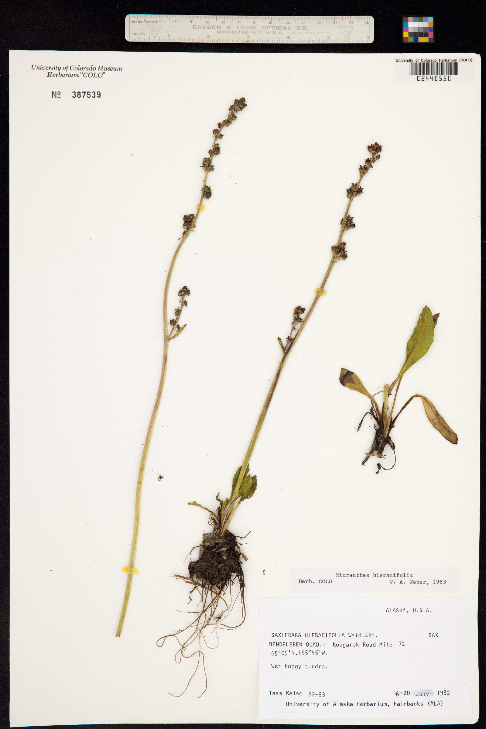 Micranthes hieraciifolia image