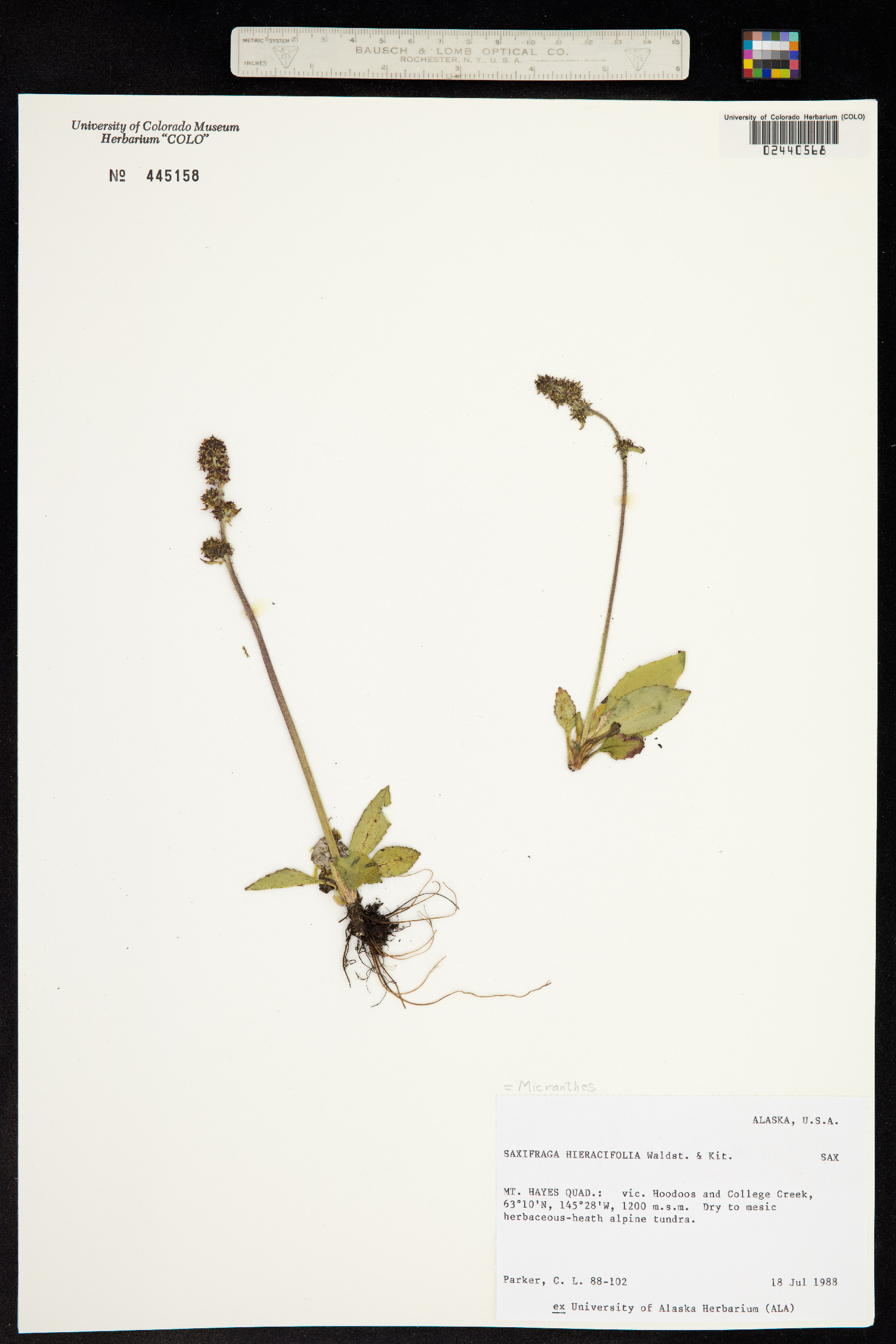 Micranthes hieraciifolia image