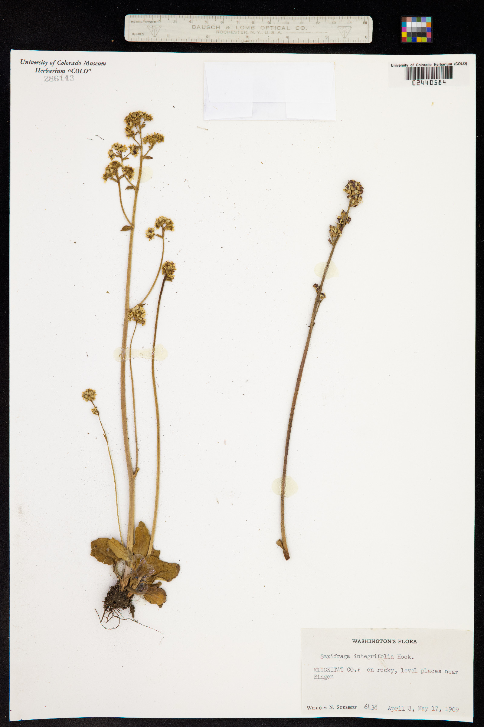 Micranthes integrifolia image