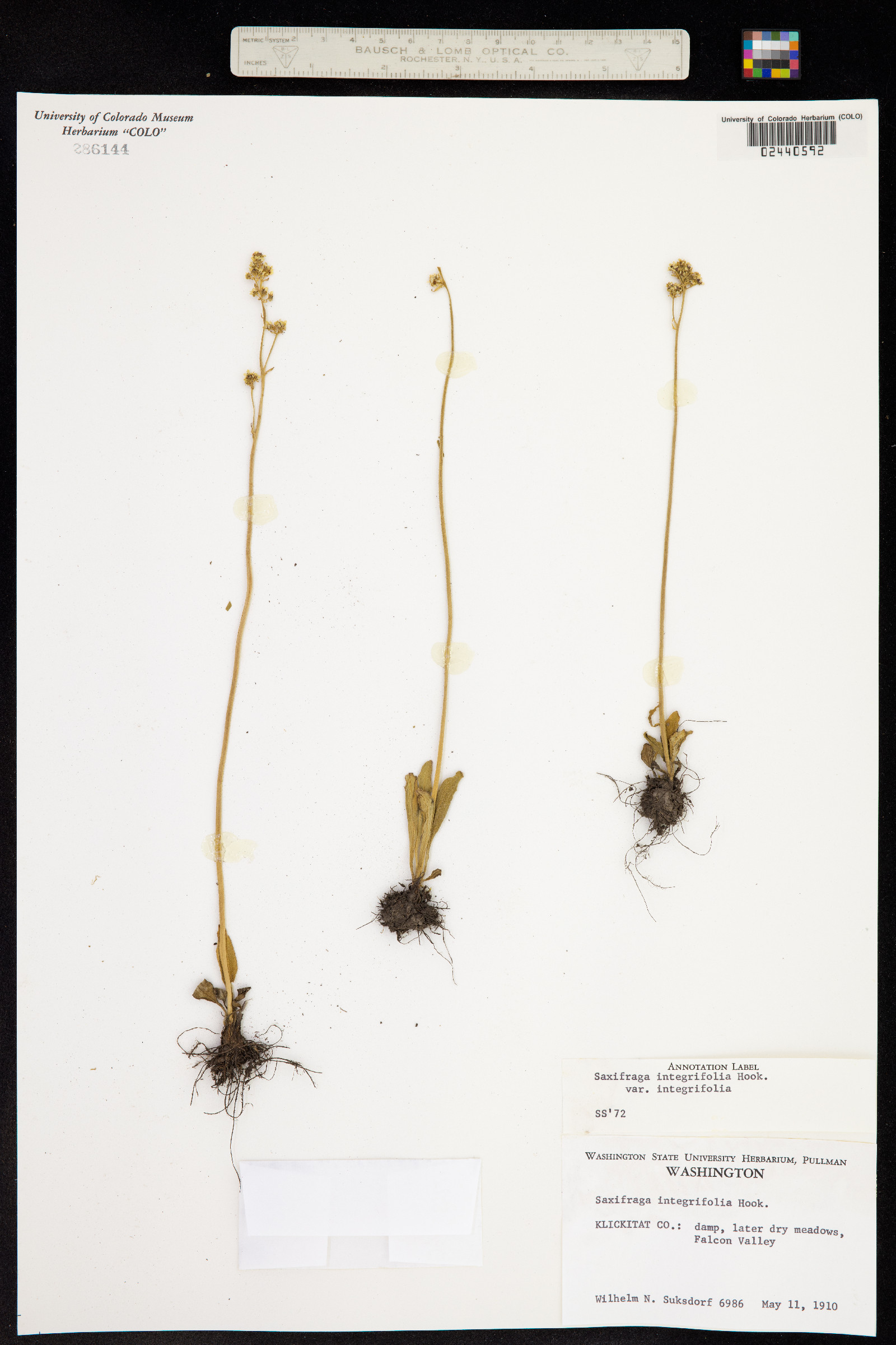 Micranthes integrifolia image