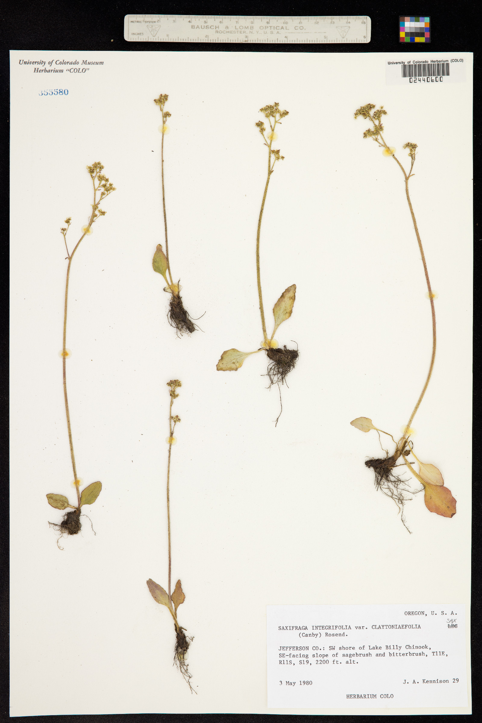 Micranthes integrifolia image