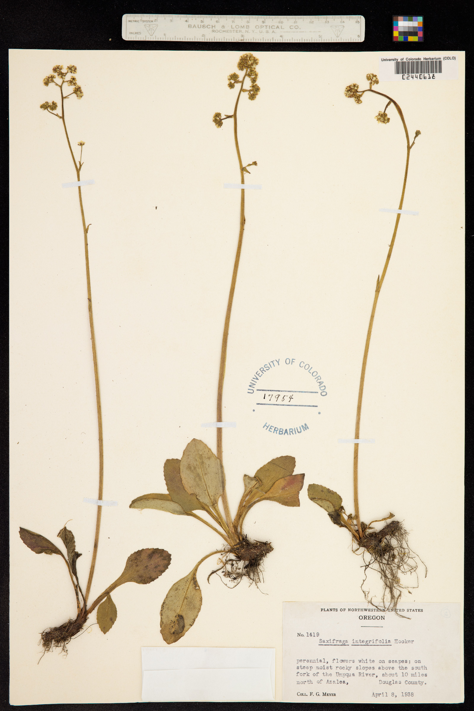 Micranthes integrifolia image