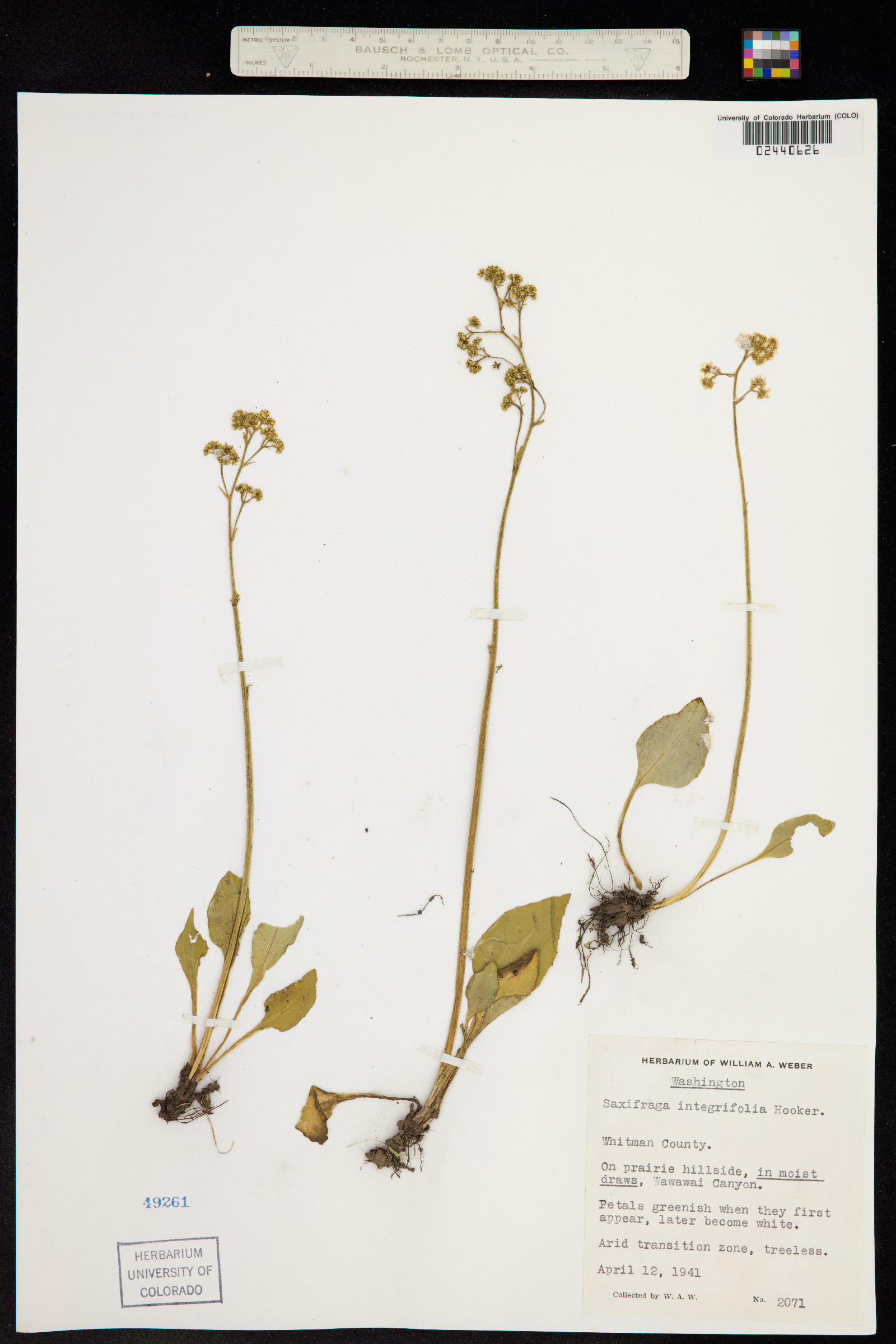 Micranthes integrifolia image