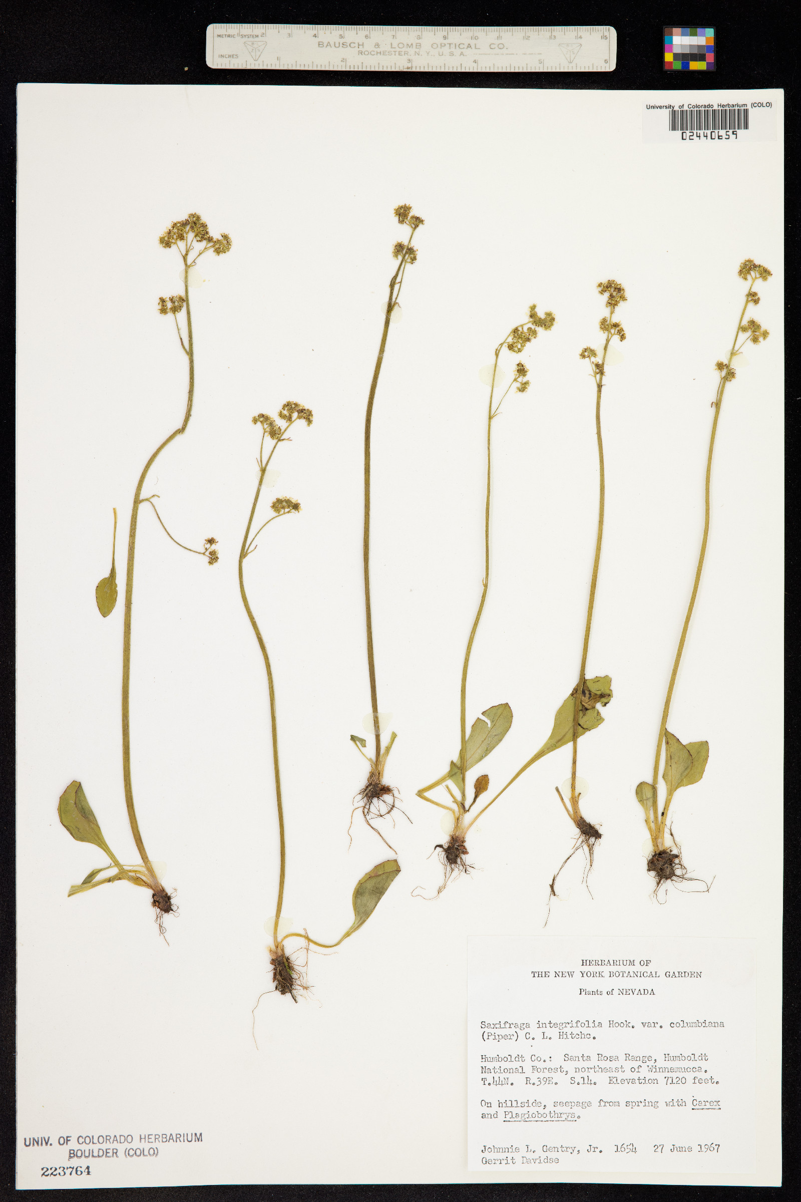 Micranthes integrifolia image