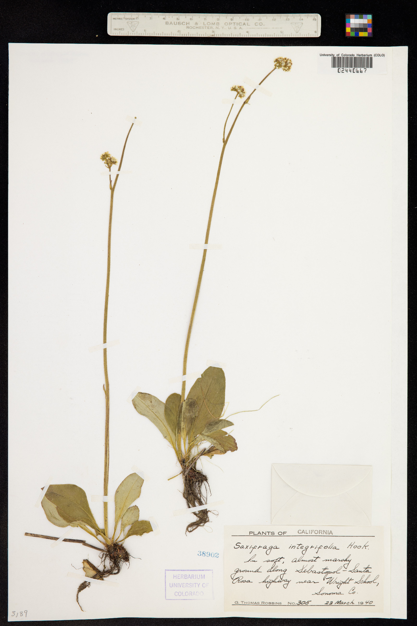 Micranthes integrifolia image