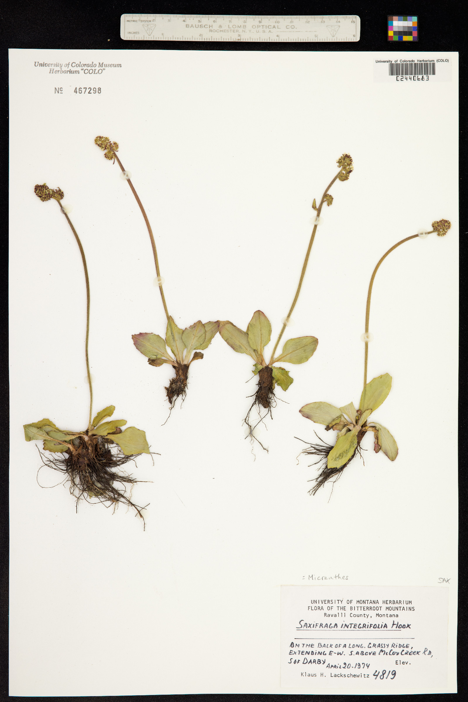 Micranthes integrifolia image