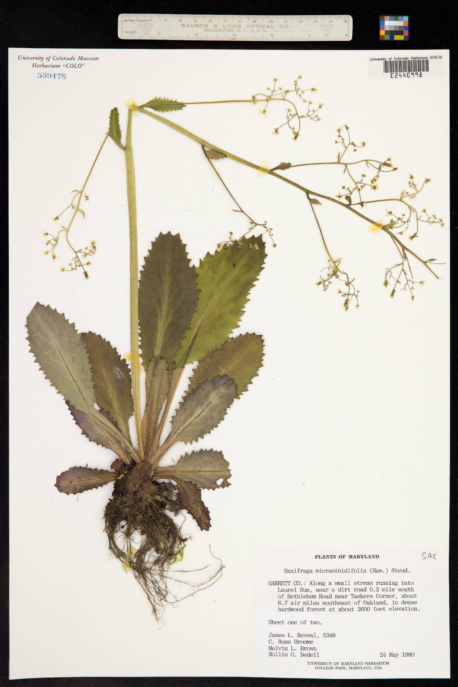 Micranthes mexicana image
