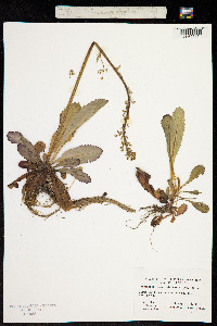 Micranthes mexicana image
