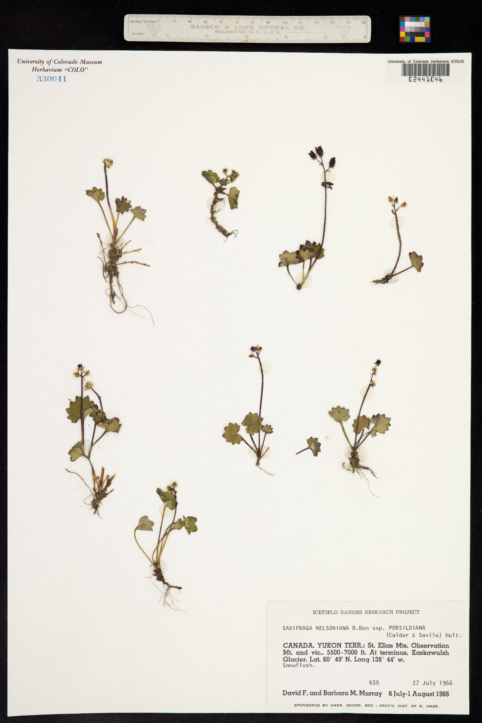 Micranthes nelsoniana image