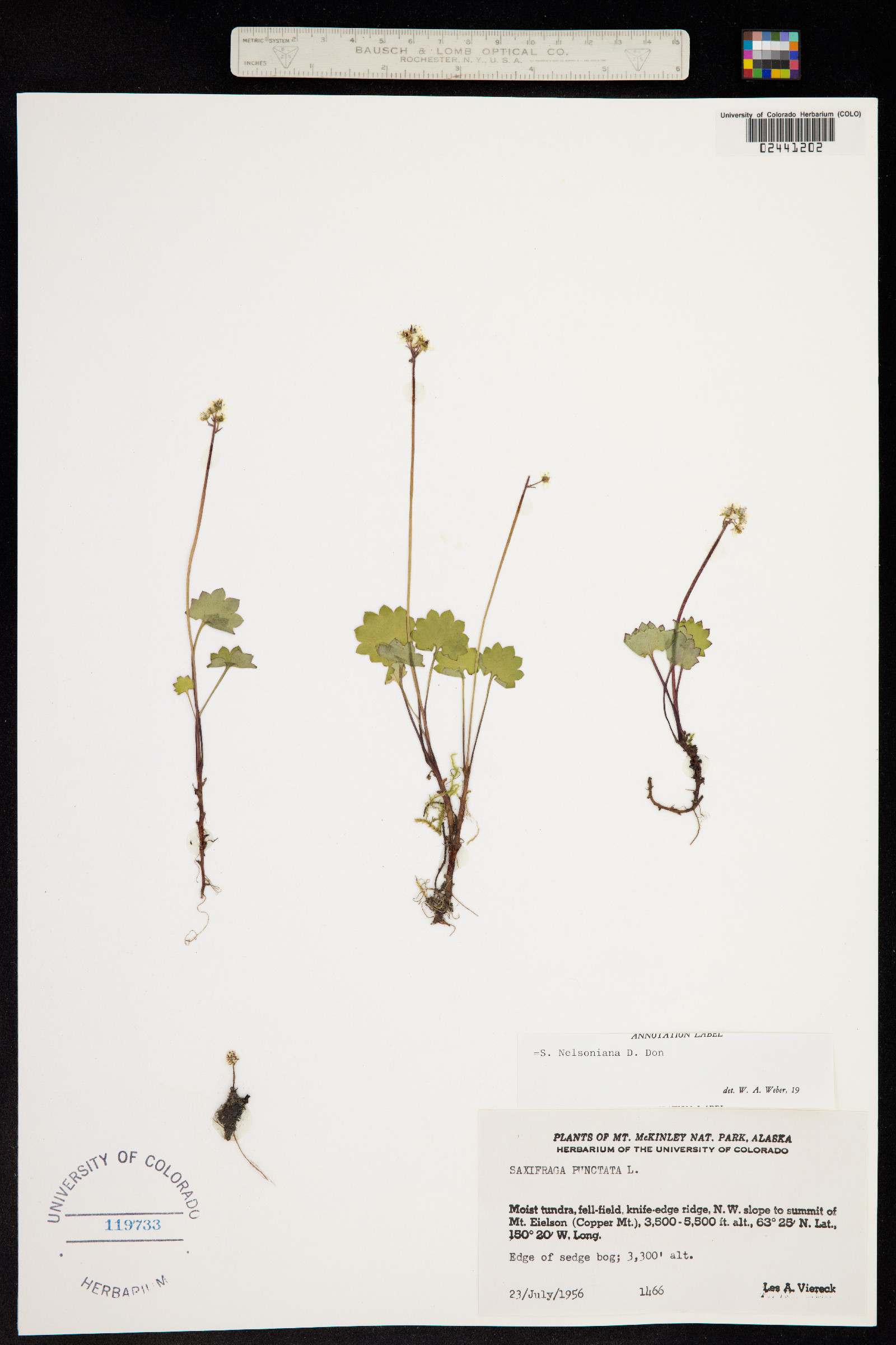 Micranthes nelsoniana image