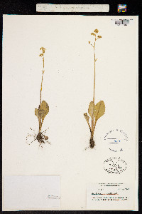 Micranthes nidifica image