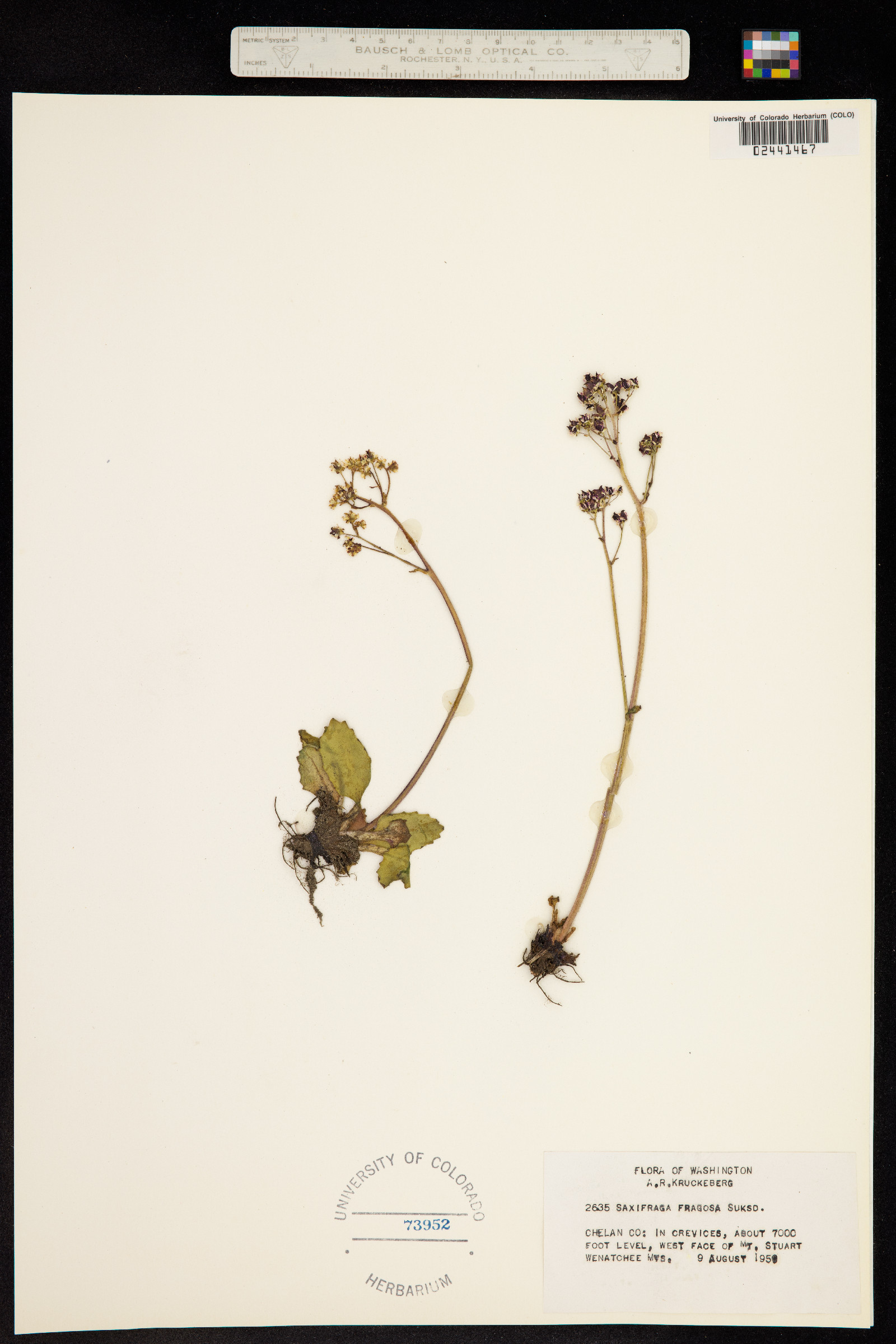 Micranthes nidifica image
