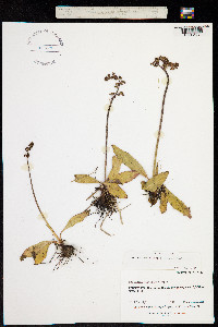 Micranthes nidifica image