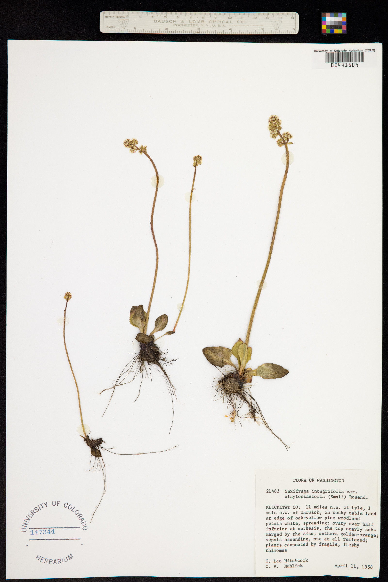 Micranthes nidifica image