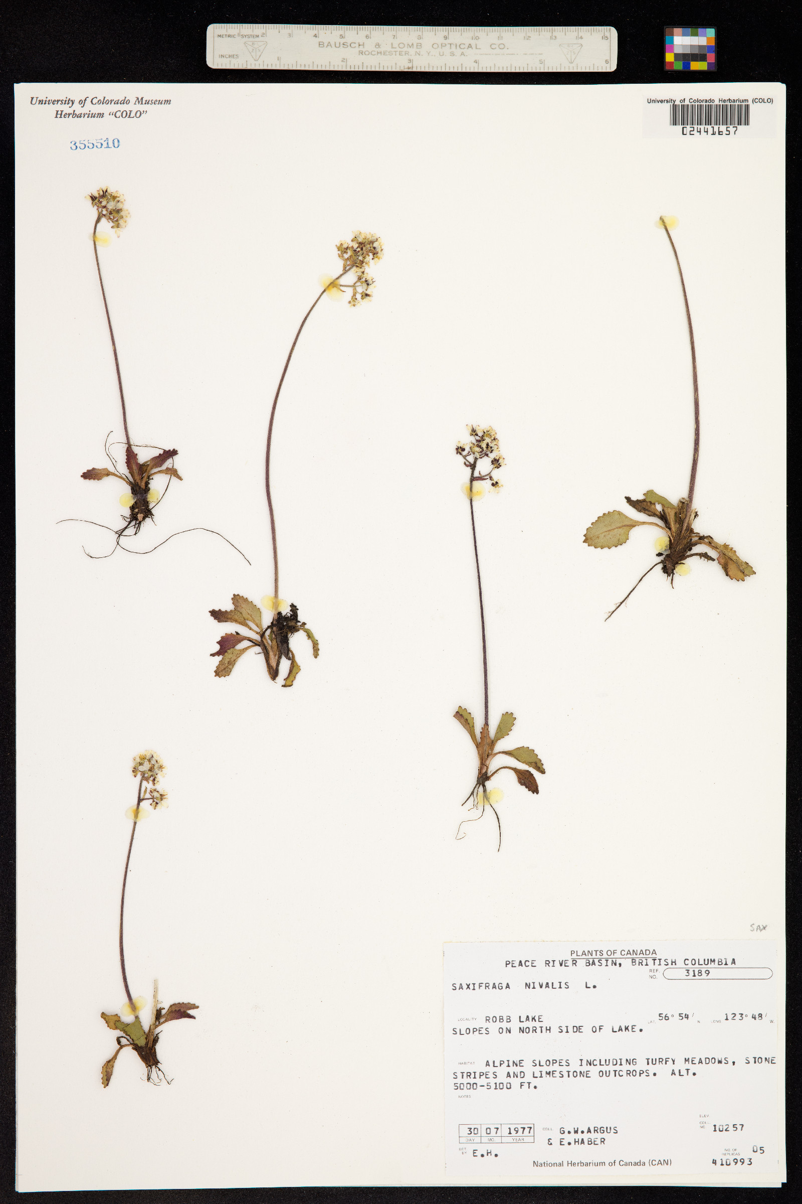 Micranthes nivalis image