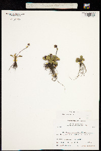 Micranthes nivalis image