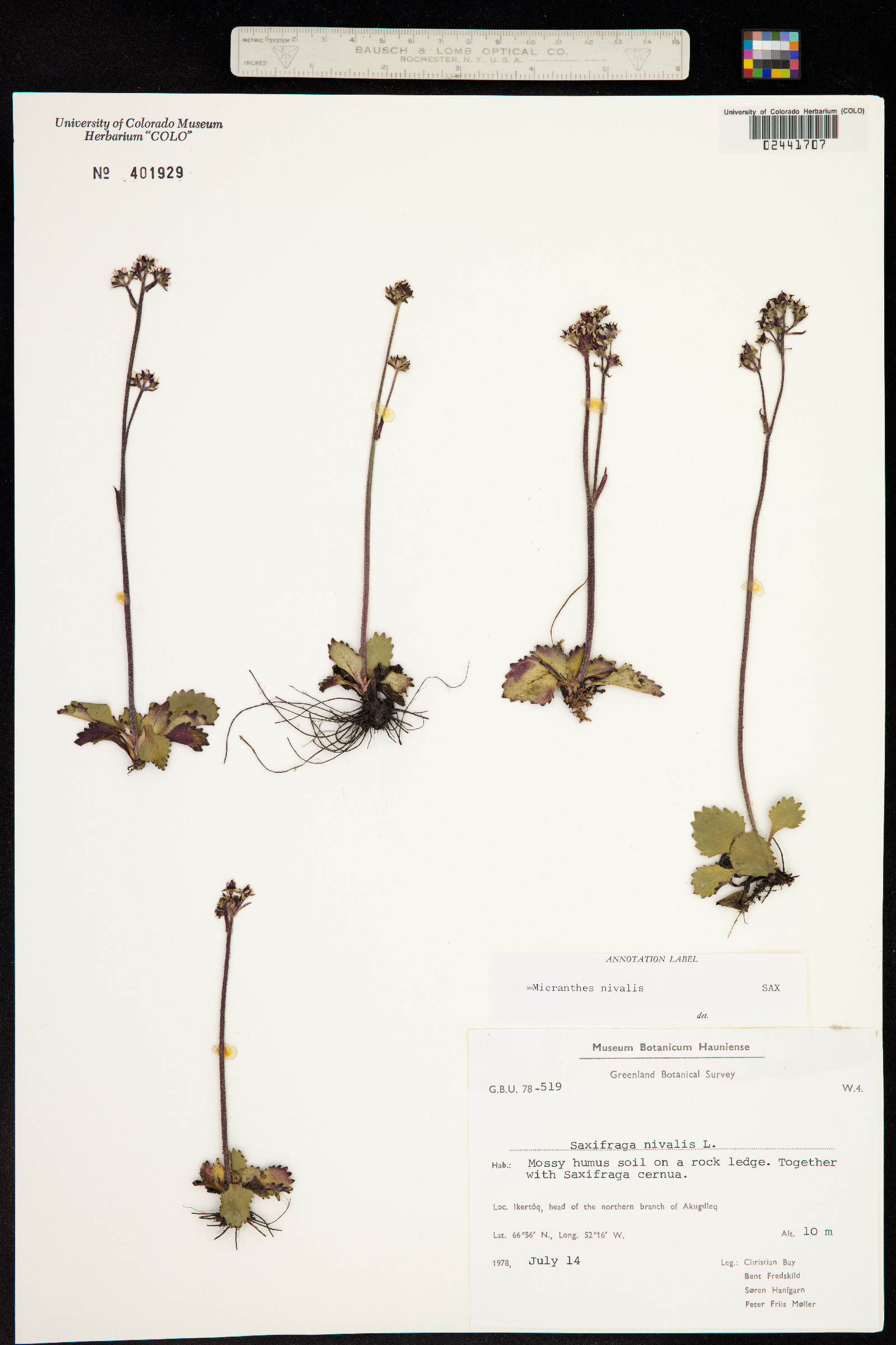 Micranthes image