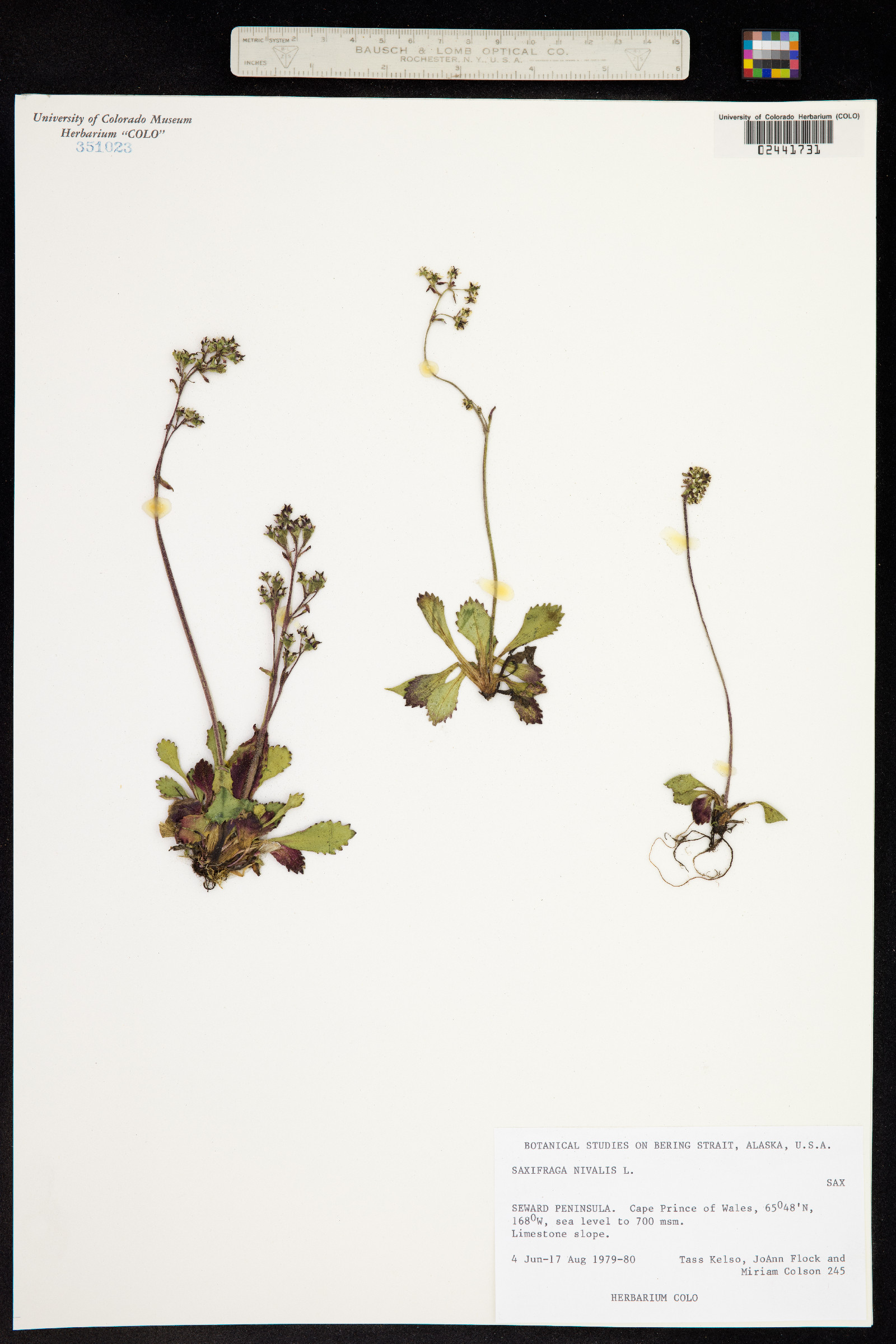 Micranthes nivalis image