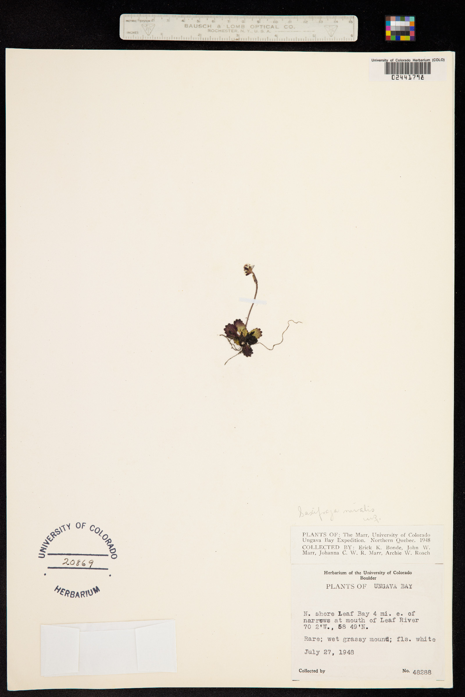 Micranthes image