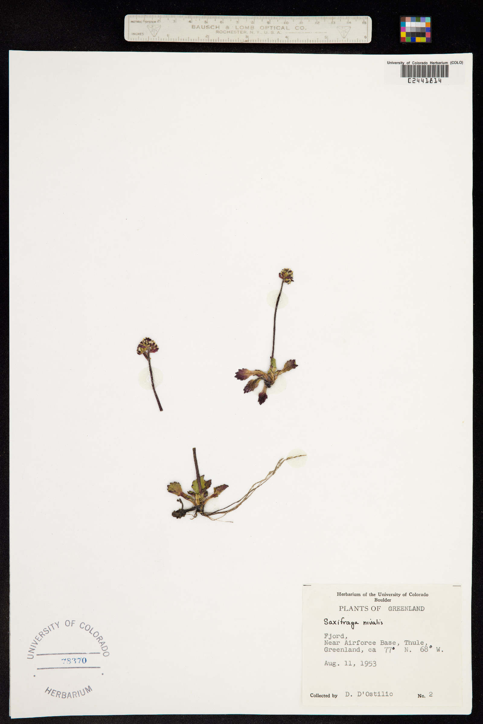 Micranthes nivalis image