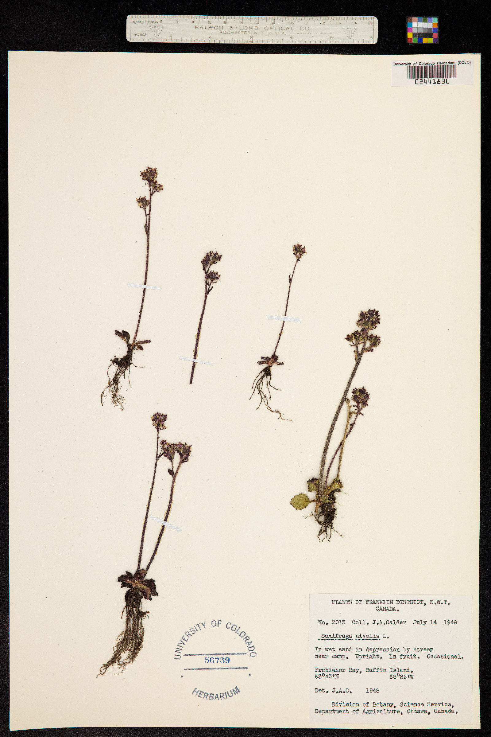 Micranthes nivalis image