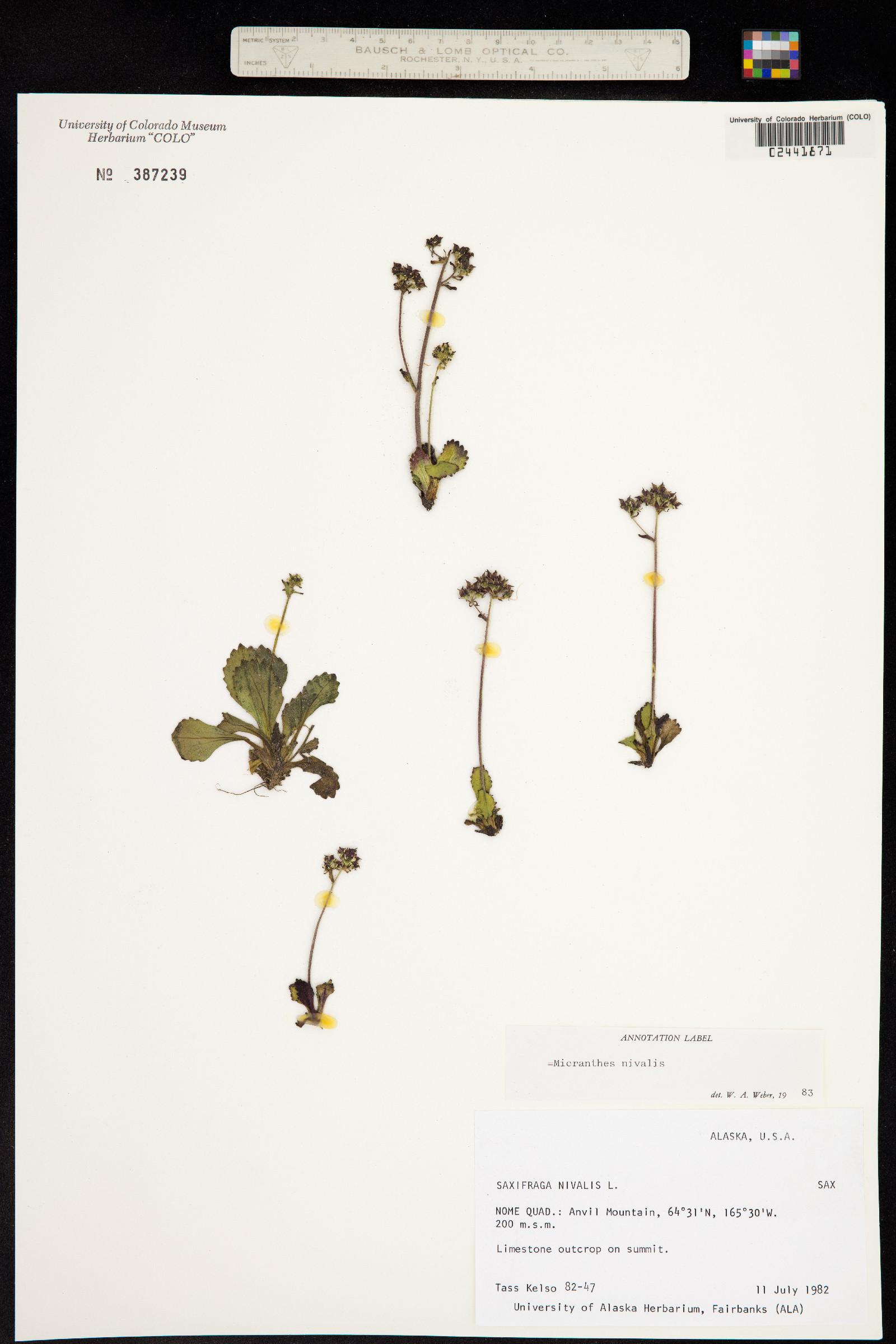 Micranthes nivalis image