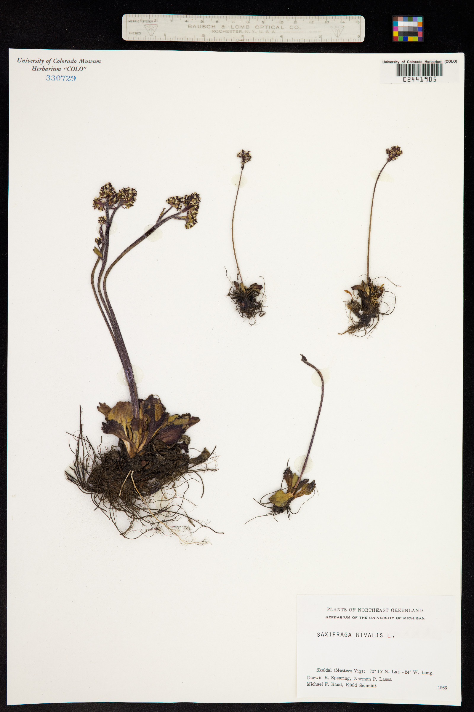 Micranthes nivalis image