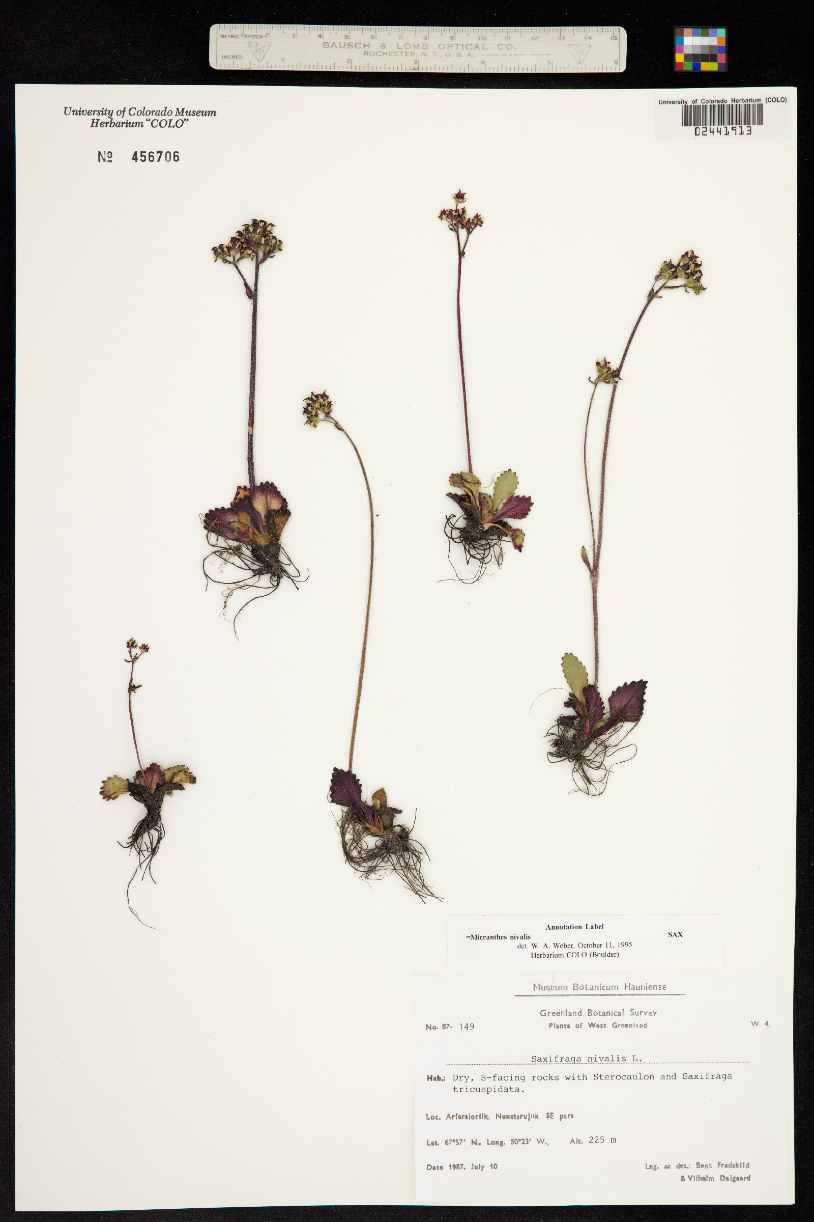 Micranthes nivalis image