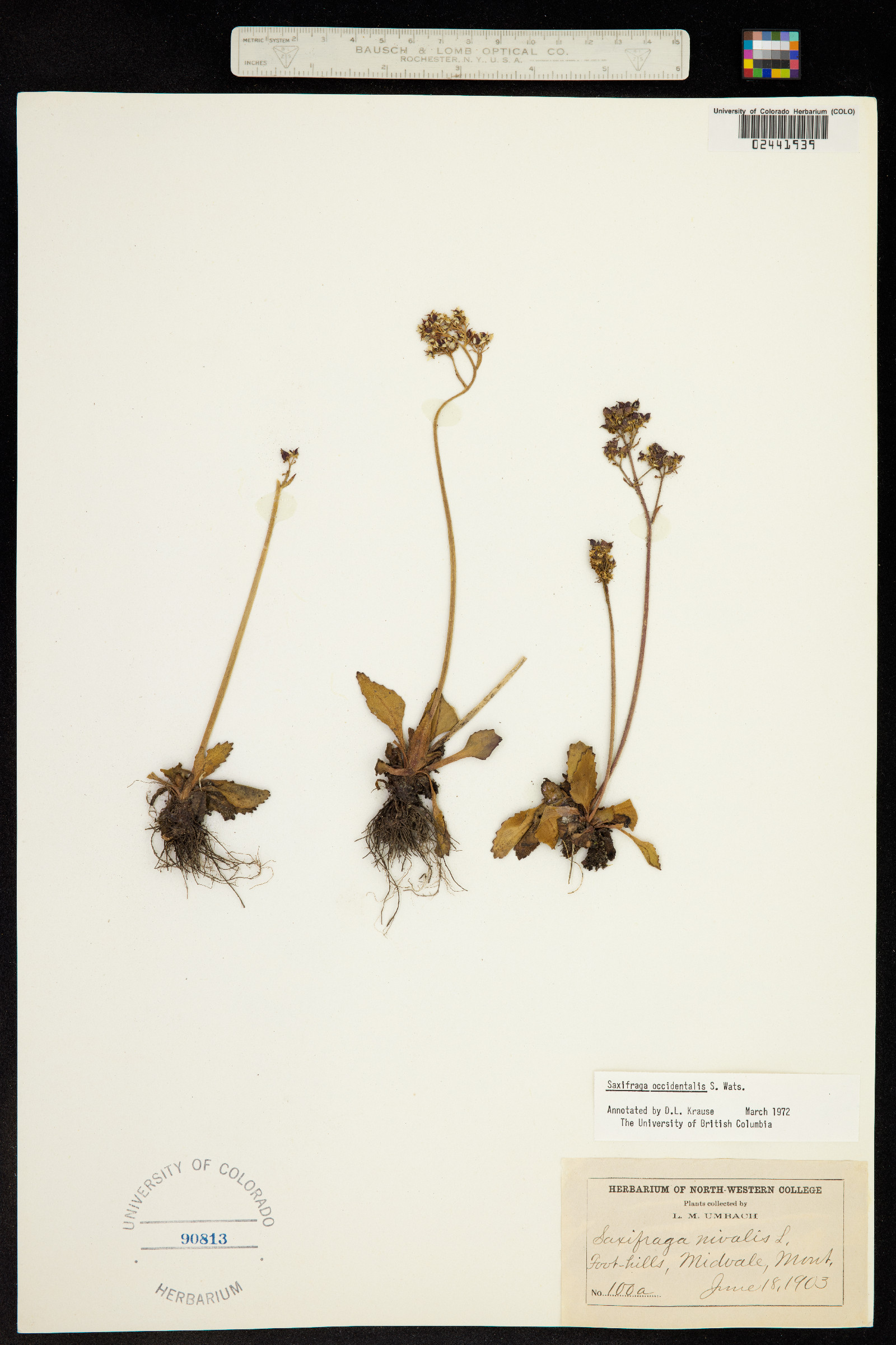 Micranthes occidentalis image