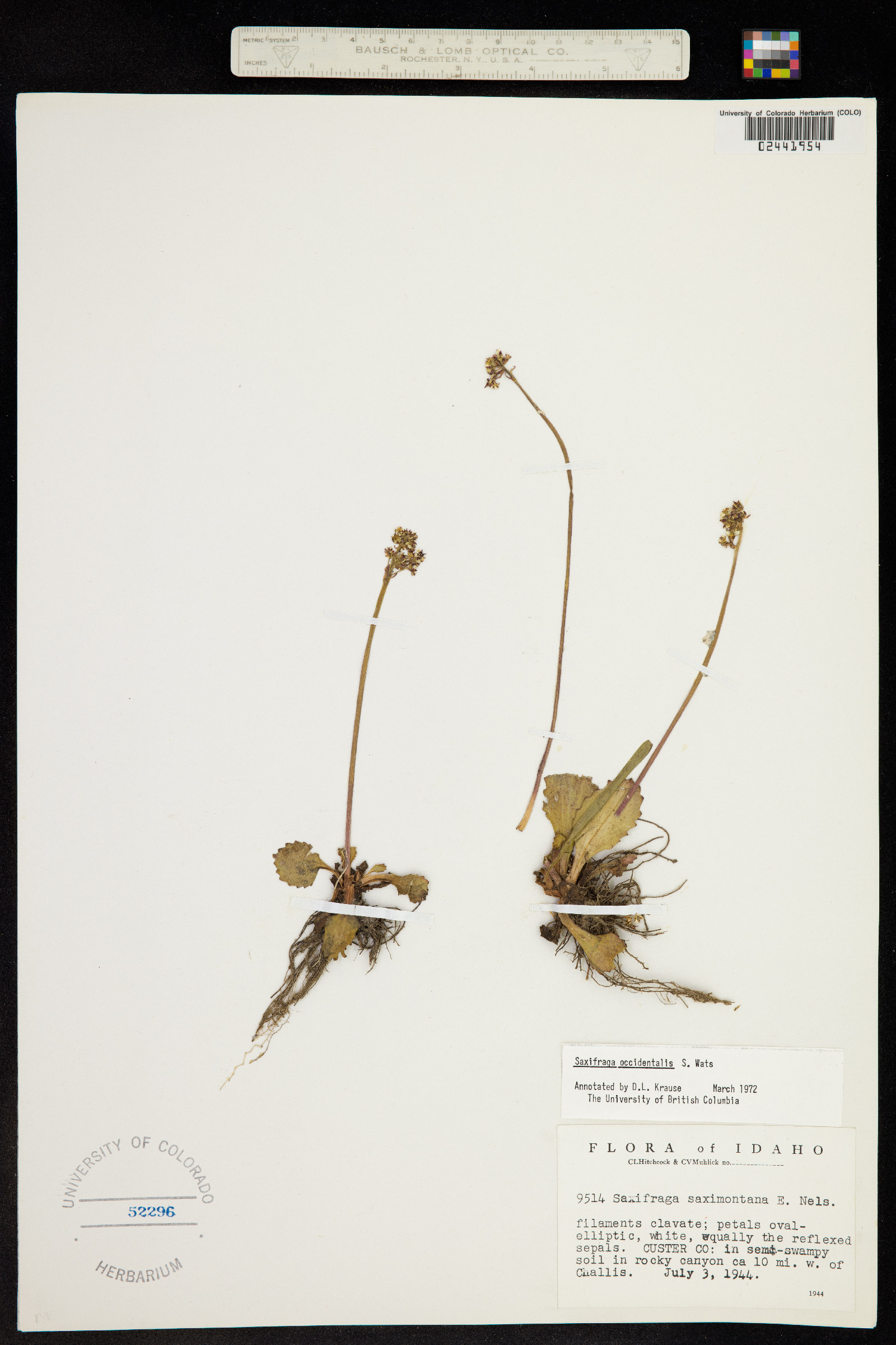 Micranthes occidentalis image