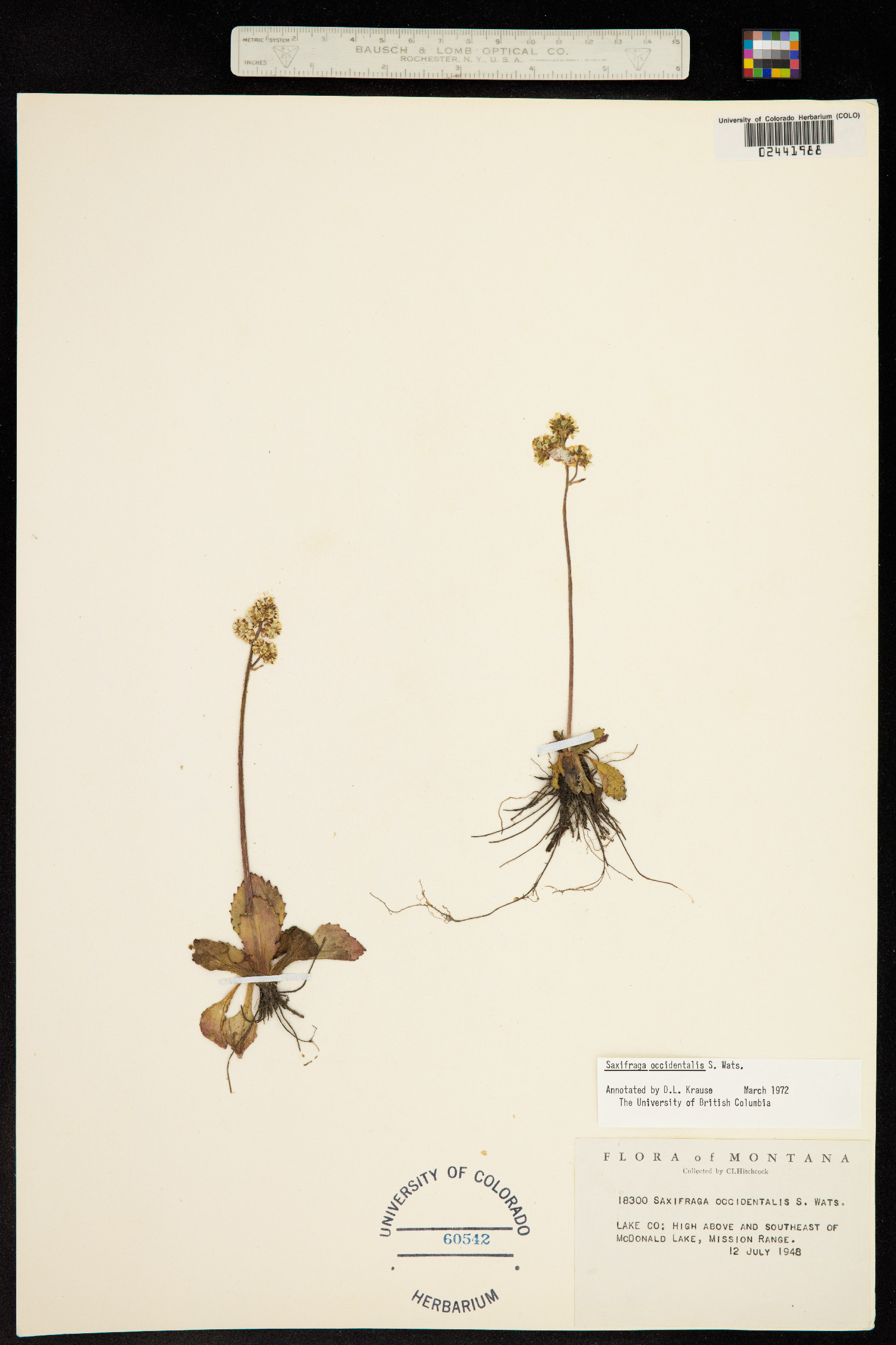 Micranthes occidentalis image